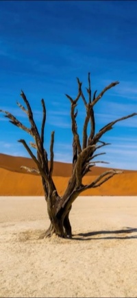 Alone in the Desert
